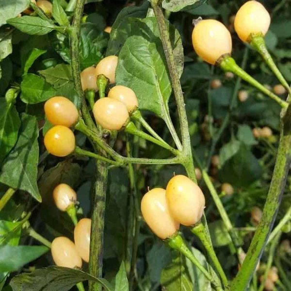 Chili 'Capezzoli di Scimmia'