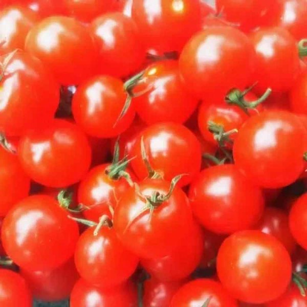 Tomat 'Mexican Honey'