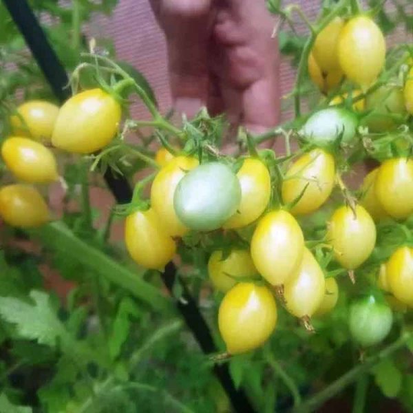 Tomat 'Barry's Crazy Cherry'