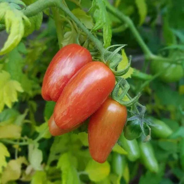 Tomat 'Sweet Casady'