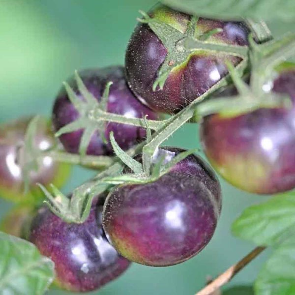 Tomat 'Blueberry'