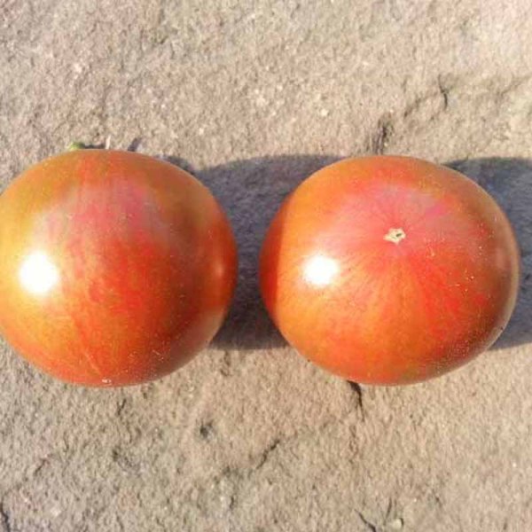 Tomat 'Artisan Purple Bumble Bee'