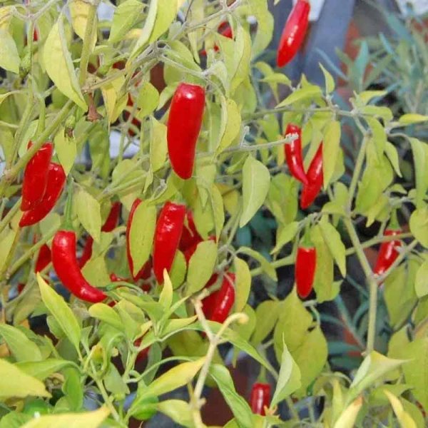 Chili 'Serrano'