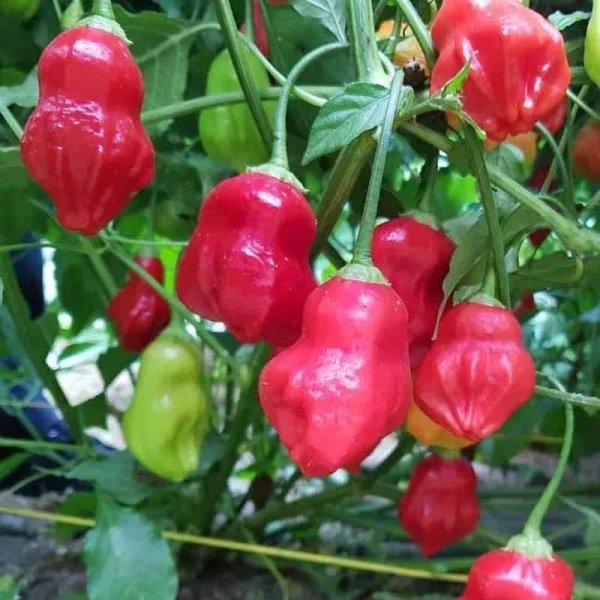 Chili 'Rainforest'