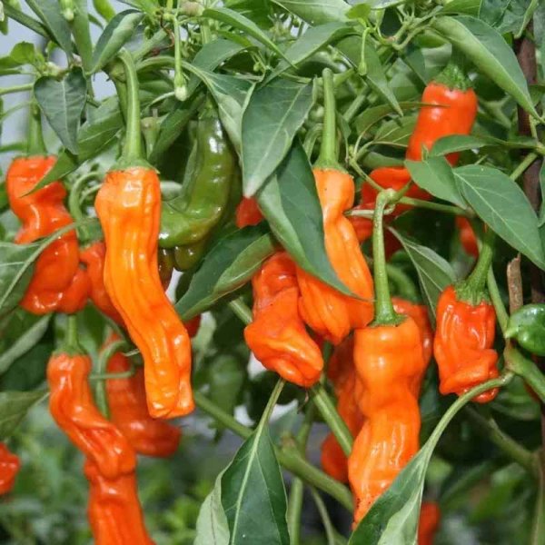 Chili 'Peter Pepper Orange'