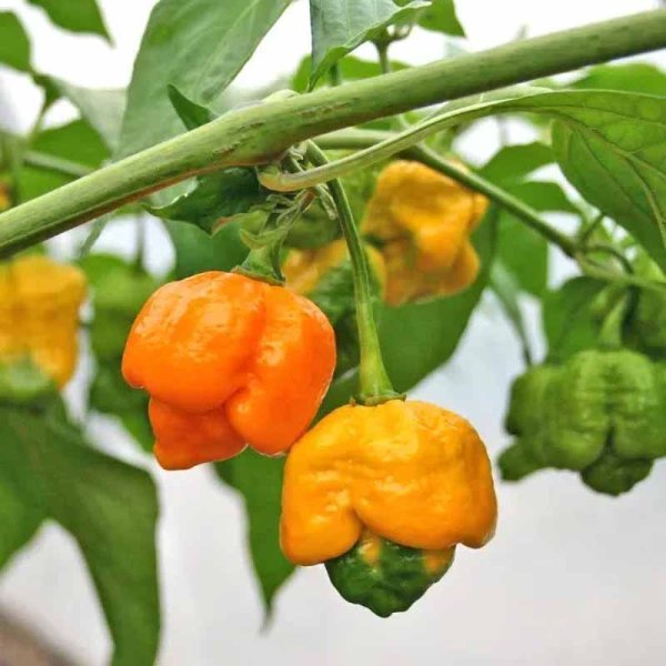 Chili '7 Pod Yellow'