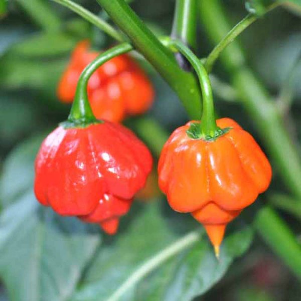 Chili 'Trinidad Scorpion Red'
