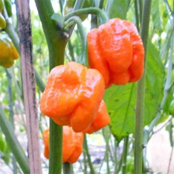 Chili 'Trinidad Scorpion Moruga'