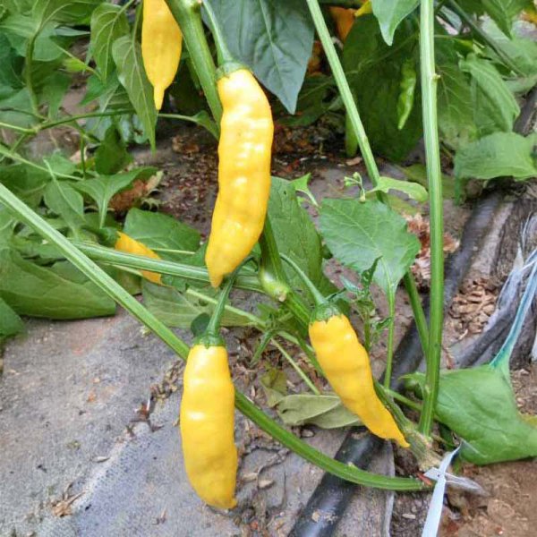 Chili 'Aji Pineapple'