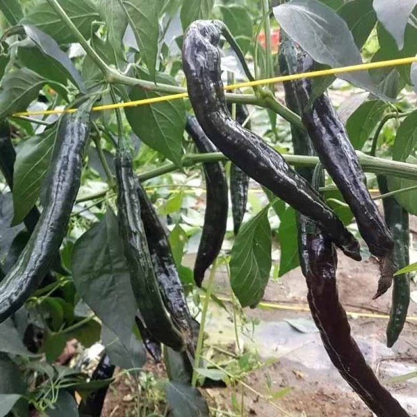 Chili 'Pasilla Bajio'