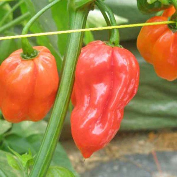 Chili 'Habanero Caribbean Red'