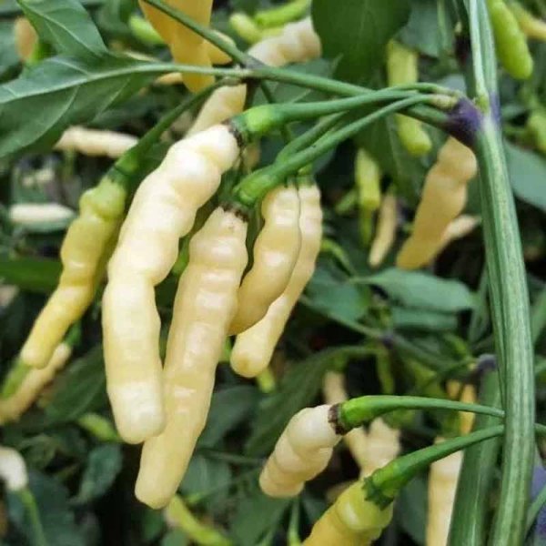 Chili 'Aribibi Gusano'