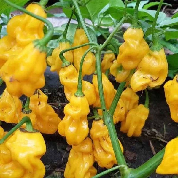 Chili 'Goronong Yellow'