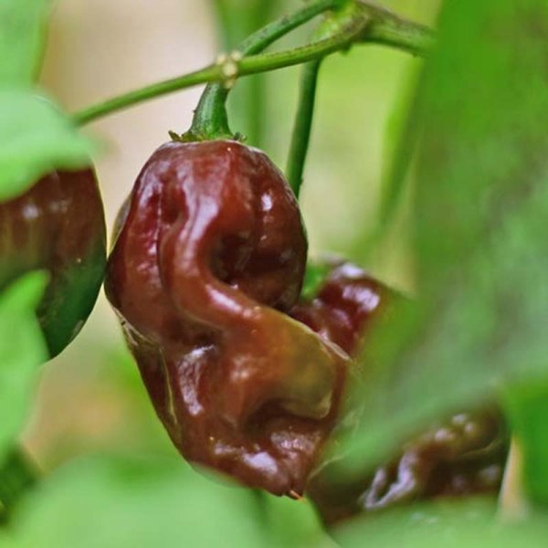 Chili 'Habanero Brown'