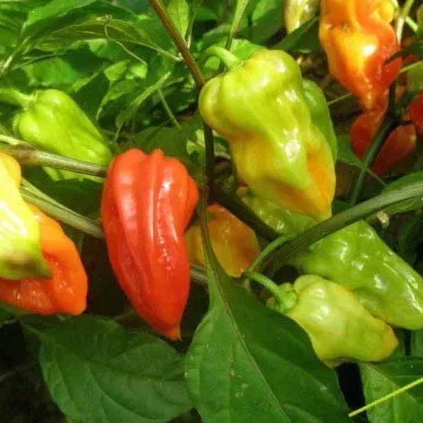 Chili 'Bih Jolokia - Mini Bhut'