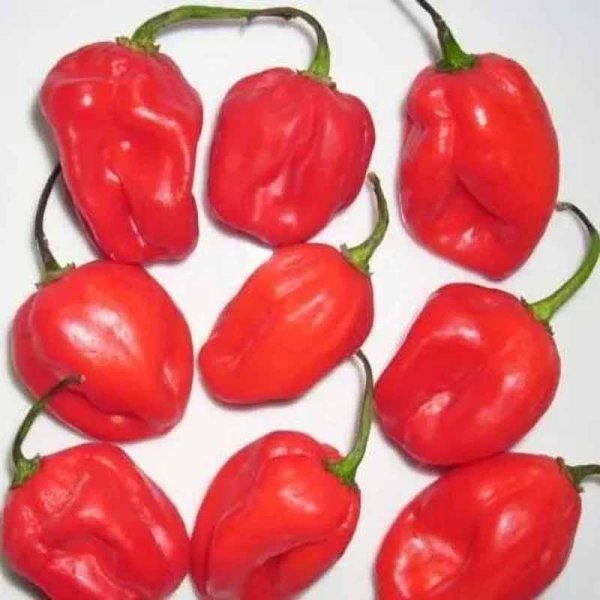 Chili 'Habanero Madame Jeanette Red'