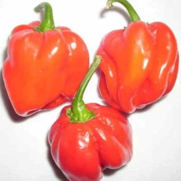Chili 'Habanero Congo Trinidad'