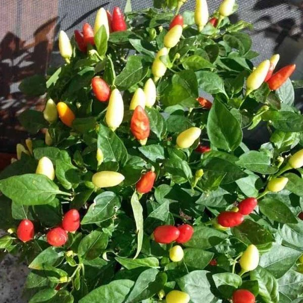 Chili 'Prairie Fire'