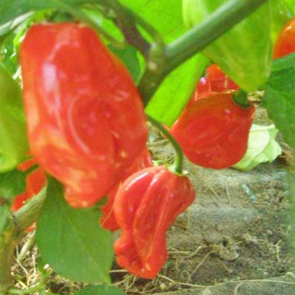 Chili 'Harold St. Barts Red'
