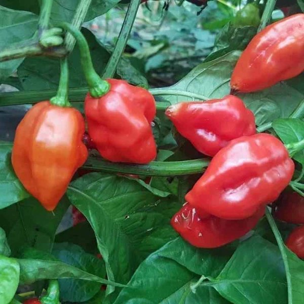 Chili 'Habanero Santana Red'