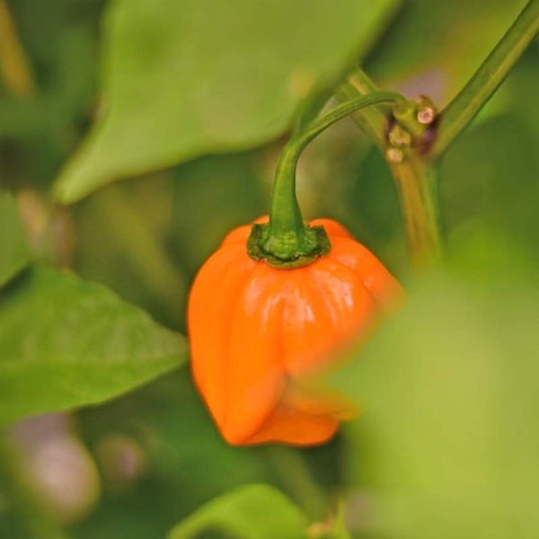 Chili 'Habanero Tenziha Yellow'