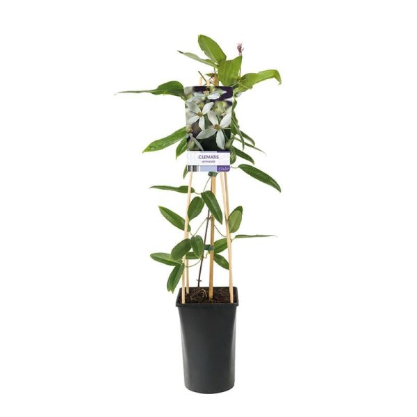 Vintergrön klematis, 5-pack