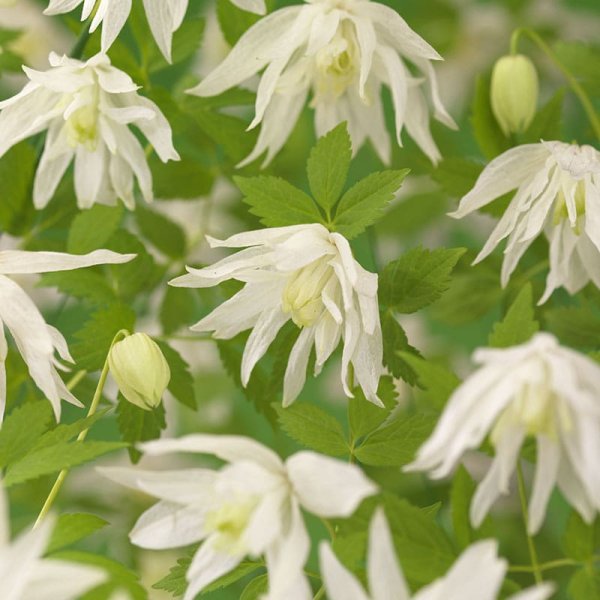 Hybridklematis, 1-pack