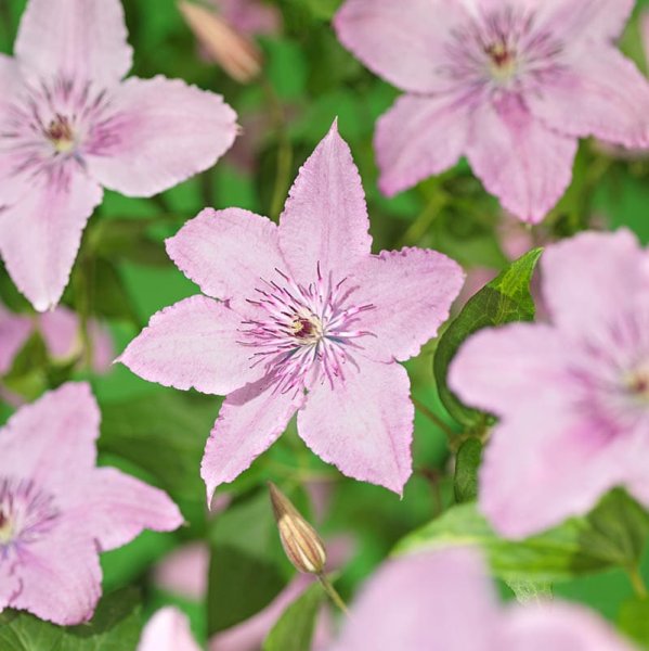 Storblommig klematis "Hagley hybrid", 1-pack