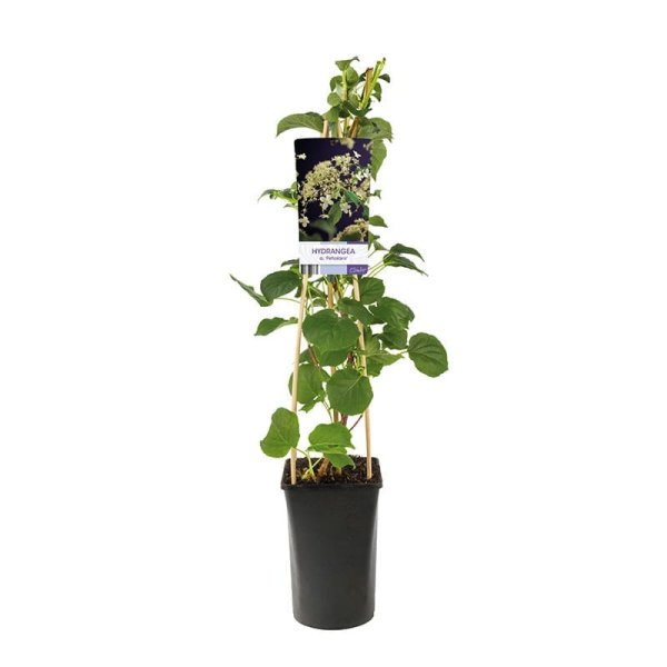 Klätterhortensia, 5-pack