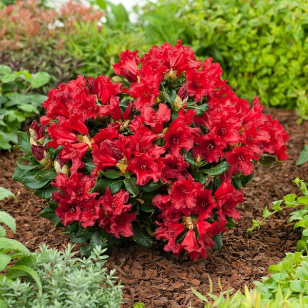 Revalpros "Baden Baden", 20-25 cm, 5-Pack