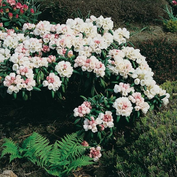 Rododendron hybr. "Koichiro Wada", 20-25 cm, 10-Pack