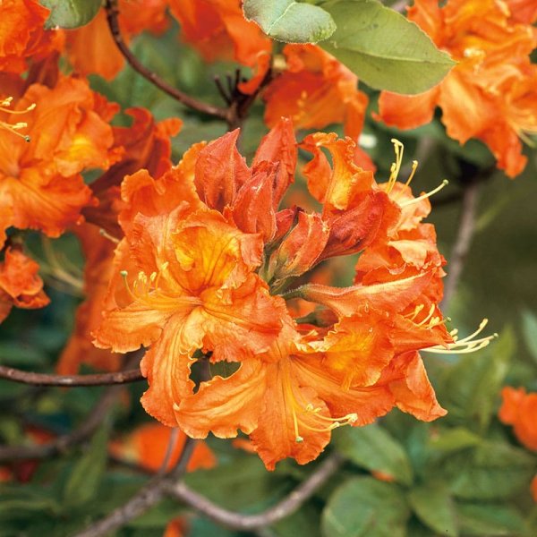 Azalea"Knaphill Gibraltar", 30-40 cm, 3-Pack