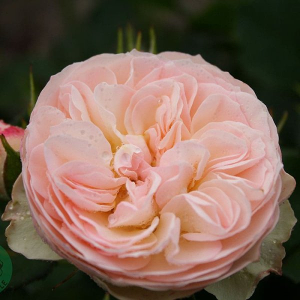 Flerblommig buskros Pastella, 10-Pack