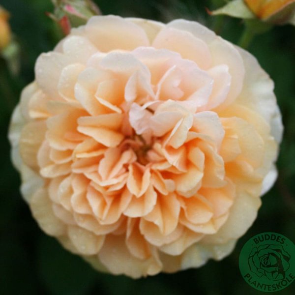 Gammaldags ros Buff Beauty, 1-Pack