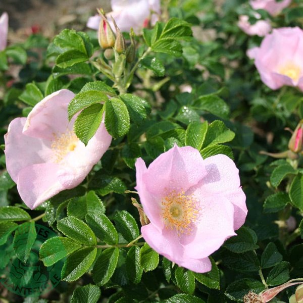 Buskros Dagmar Hastrup, 1-Pack