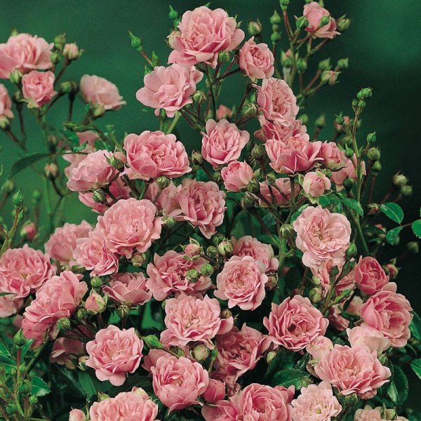 Marktäckande ros The Fairy, 1-Pack