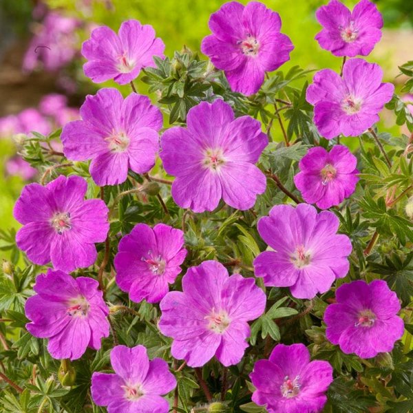 Blodnäva "Max frei", 15-Pack