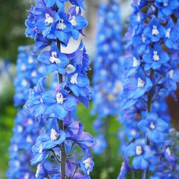 Trädgårdsriddarsporre "Blue Bird", 3-Pack