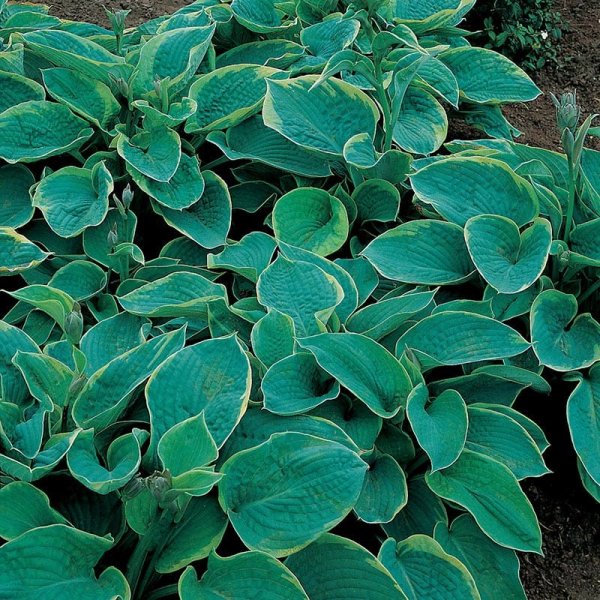 Daggfunkia "Sieboldiana Frances Williams", 6-Pack