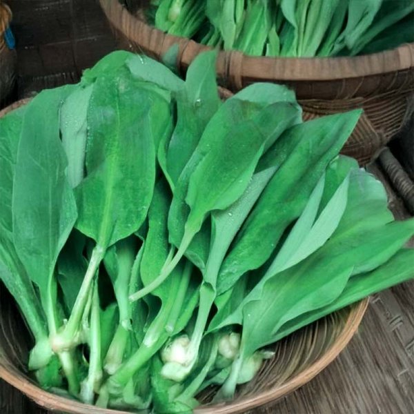 Ramsløg 'Forest Floor'