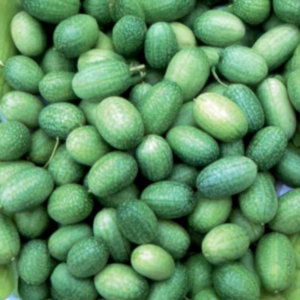 Mexicansk minigurk 'Sandia'