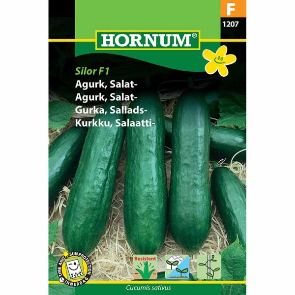 Salatagurk 'Silor' F1