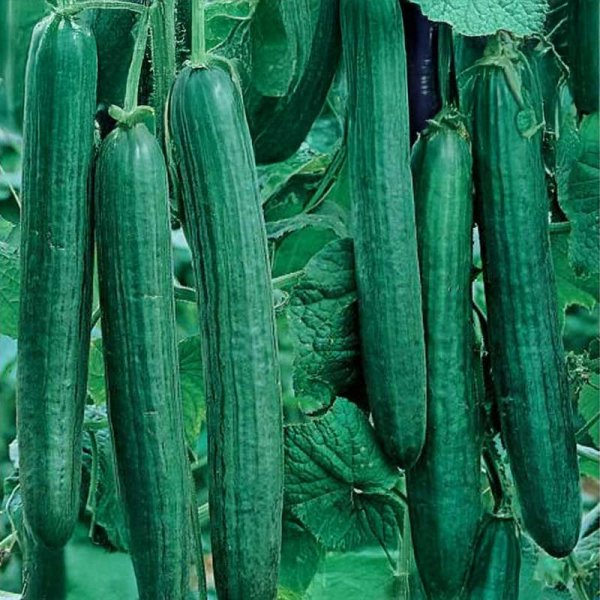 Salatagurk 'Euphya' F1