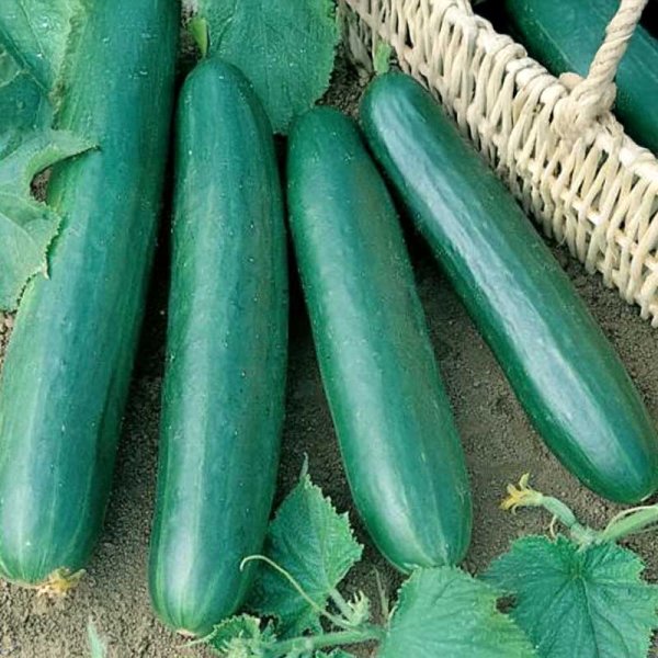 Salatagurk 'Konsa' F1