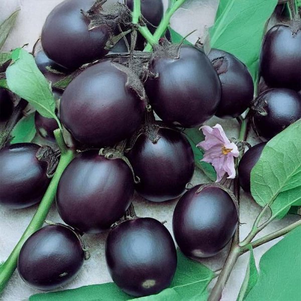 Aubergine 'Kaberi (TSX 25)' F1