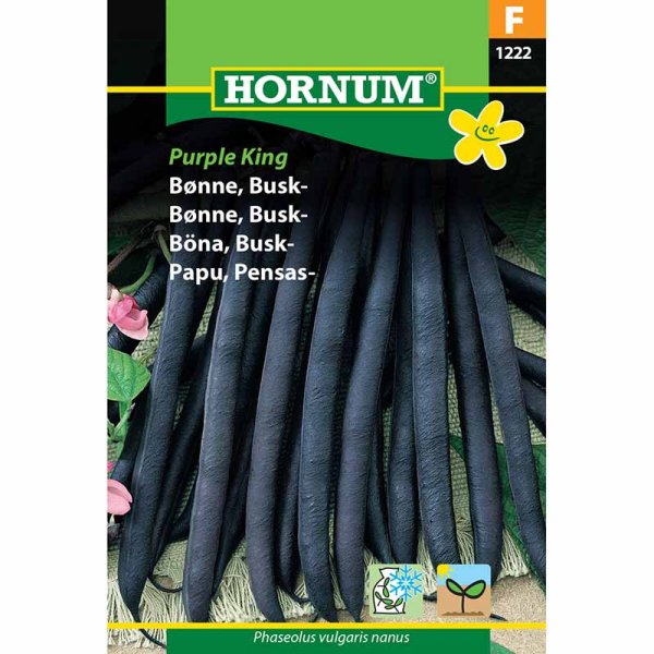 Buskbønne 'Purple King'