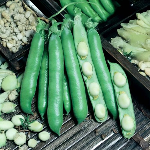 Hestebønne 'Dreifach Weisse'