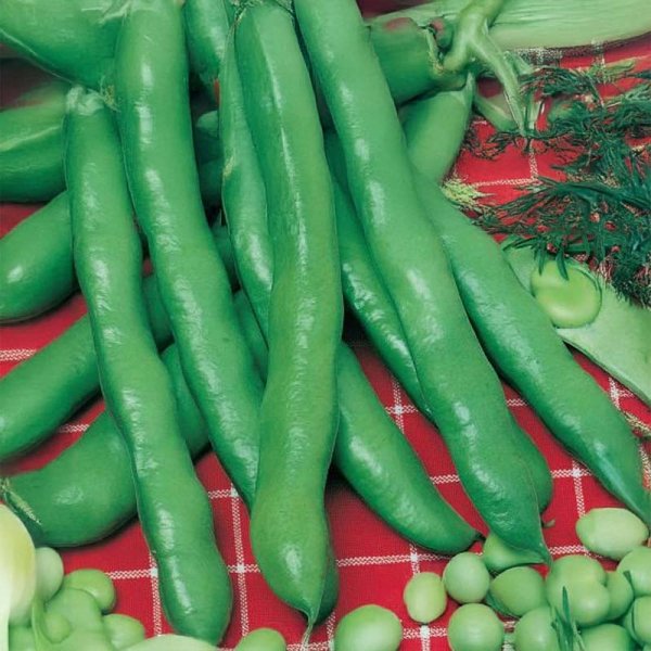 Hestebønne 'Hangdown Grünkernig'