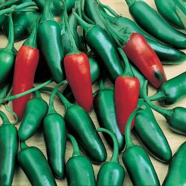 Chilipeber 'Jalapeno M'