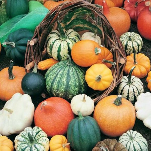 Græskar 'Gourmet Mix'